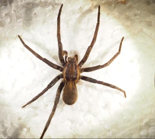 Ancylometes sp.